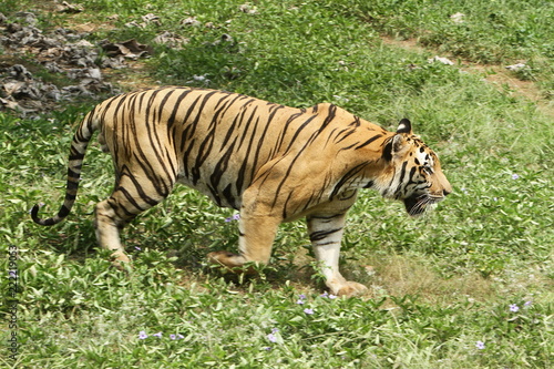 panthera tigris 3