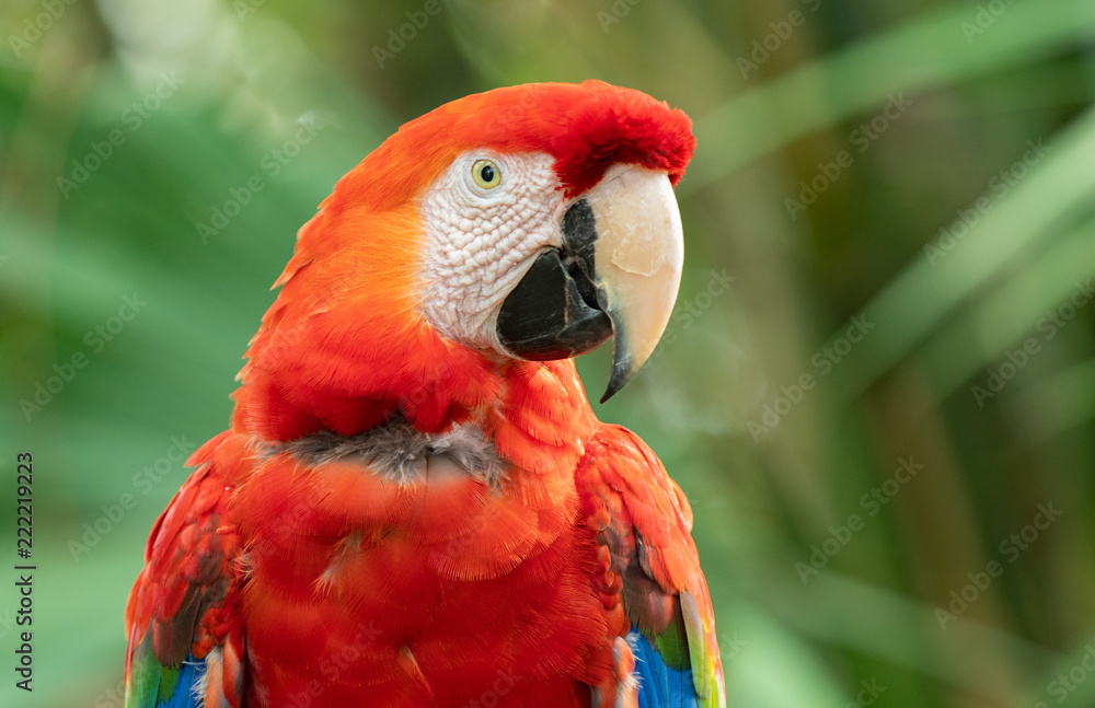 vibrant macaw gives you a stunning profile