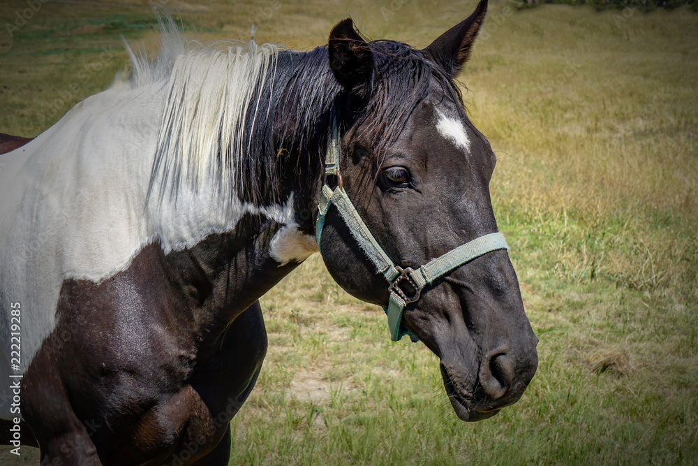 Black and White Horse Black and White Horse