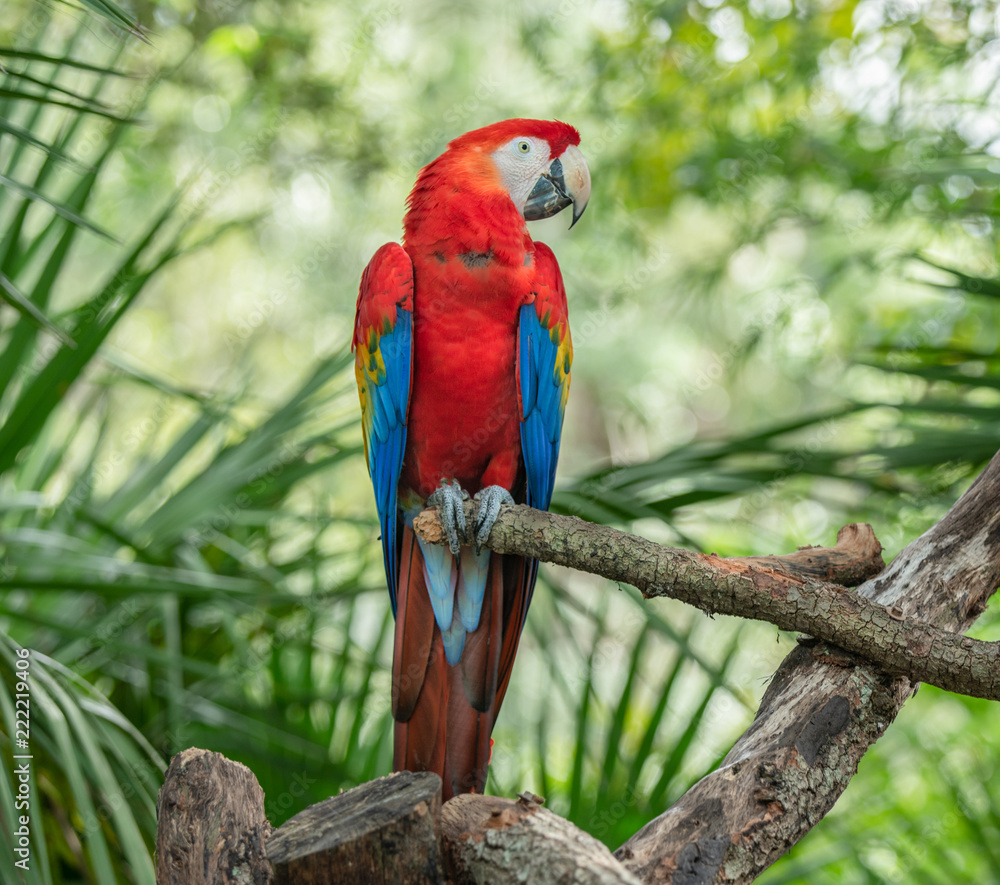 Fototapeta premium scarlet macaw is perched and posing for you
