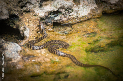 Smooth snake, Coronella austriaca, In Bulgarian part of Black sea