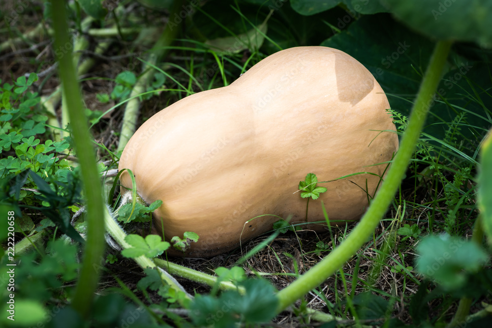 Φωτογραφία Ripe butternut squash lying on the ground