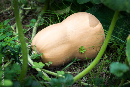 Ripe butternut squash lying on the ground photo