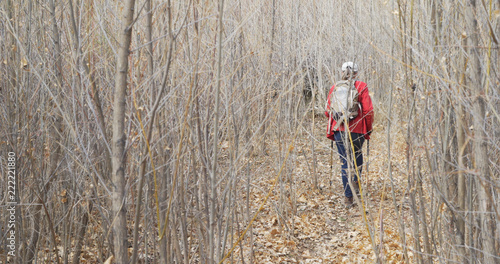 Adventurous senior woman with walking staffs hiking through forest of dead trees