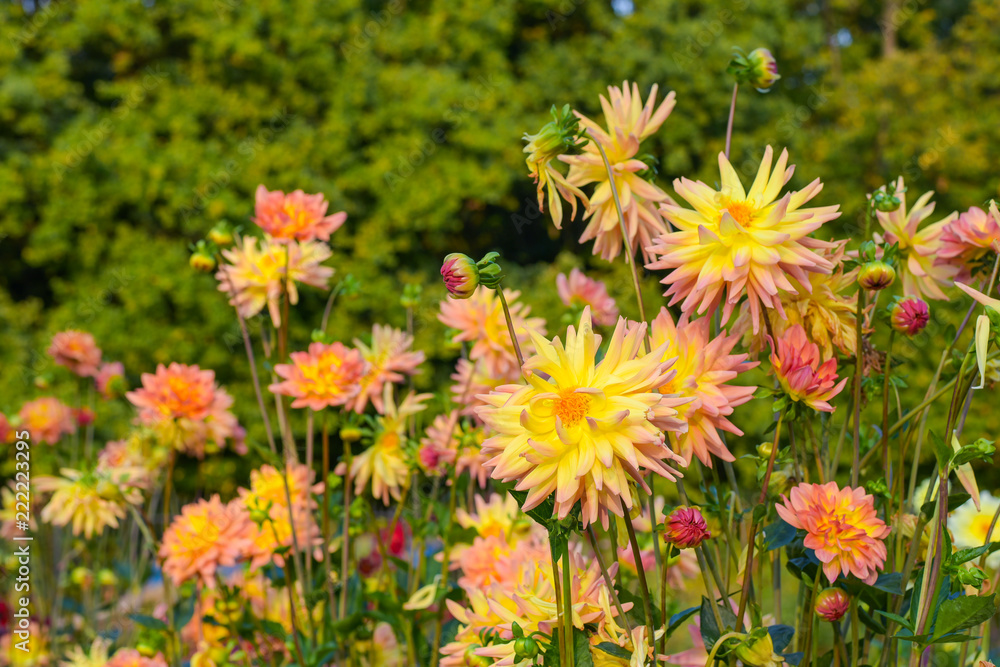 Beautiful pink and yellow bicolor dahlia flowers blossoming in the garden Beautiful pink and yellow bicolor dahlia flowers blossoming in the garden