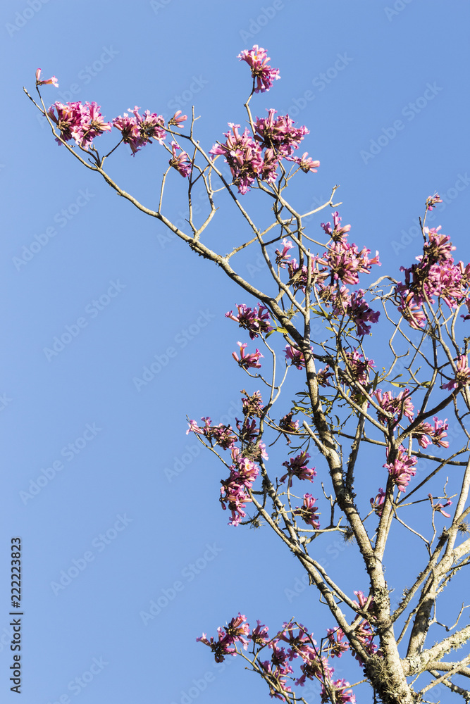 Beautiful tree with pink flowers on a blue sky background Beautiful tree with pink flowers on a blue sky background