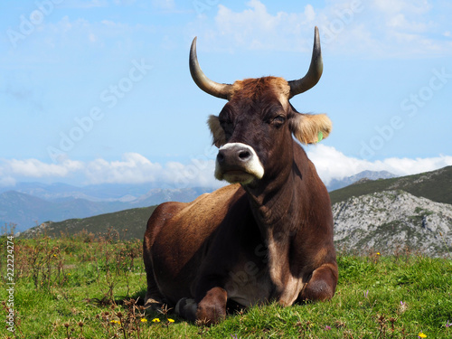 Portrait of a brown cow in a pasture at Covadonga Lakes in Picos de Europa  Asturias - Spain