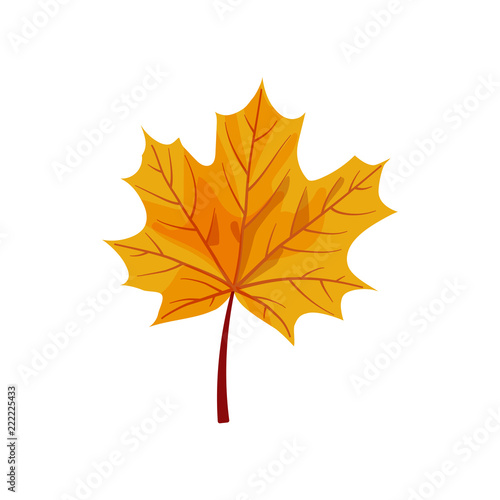 Vector maple leaf on white background