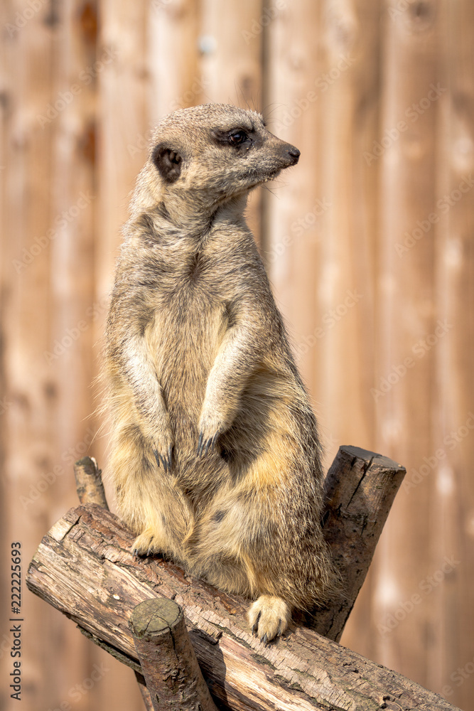 Fototapeta premium Posing Meerkat