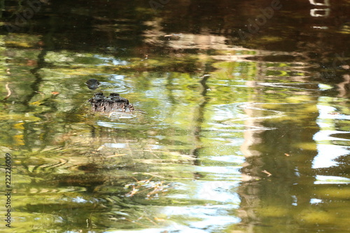 Crocodile Swimming in the Water 