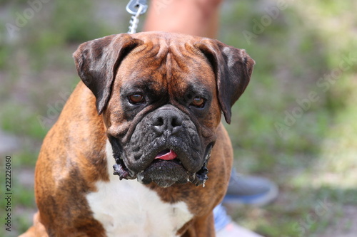 Portrait of a Purebred Boxer Dog 