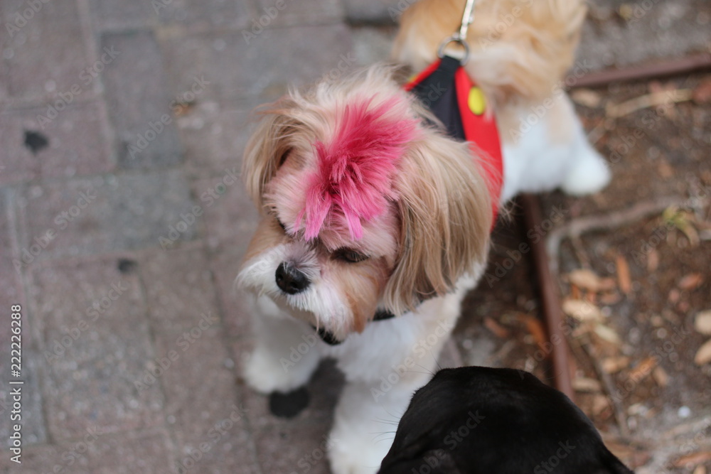 Shih tzu hot sale with mohawk