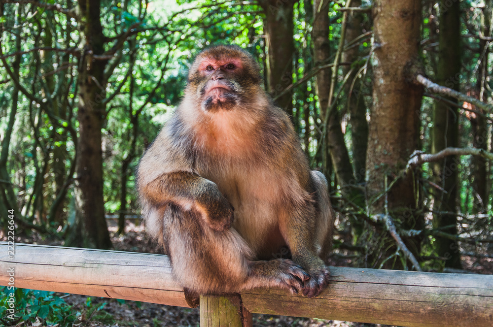 Obraz premium The Barbary macaque or magot at the monkey mountain in kintzheimen alsace, france