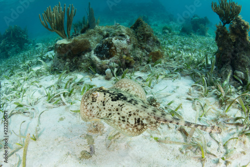 Yellow Stingray, Urolophus jamaicensis, Swimming in Caribbean photo