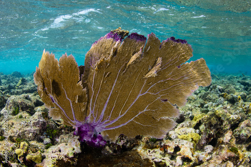 Gorgonian in Shallows of Caribbean Sea