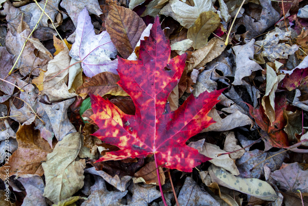 Maple Leaf in the Fall