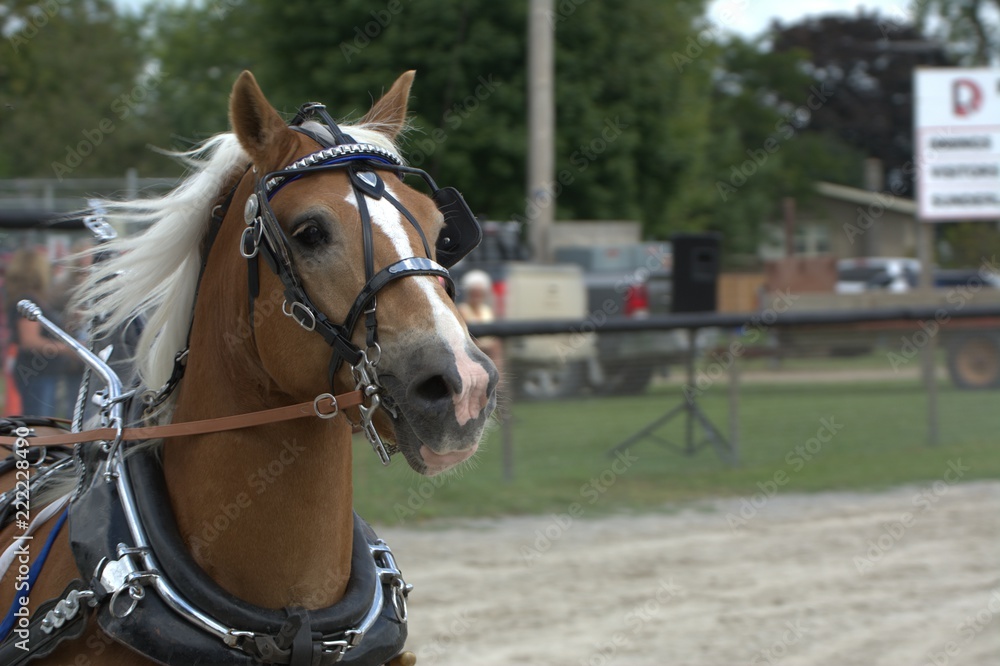 Harness horses at the fair Harness horses at the fair