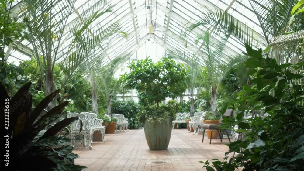 Lush, tropical plants in a historic glass greenhouse in 4k. Wide shot of the potted palms and jungle vegetation represents conservation efforts, tourism and travel. Lush, tropical plants in a historic glass greenhouse in 4k. Wide shot of the potted palms and jungle vegetation represents conservation efforts, tourism and travel.