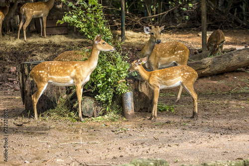 Deer in Thailand zoo, wildlife protection, animal and nature.