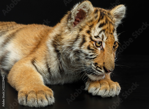 Young Tiger Isolated  on Black Background in studio