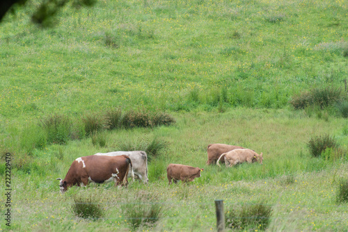 cattle grazing in ireland