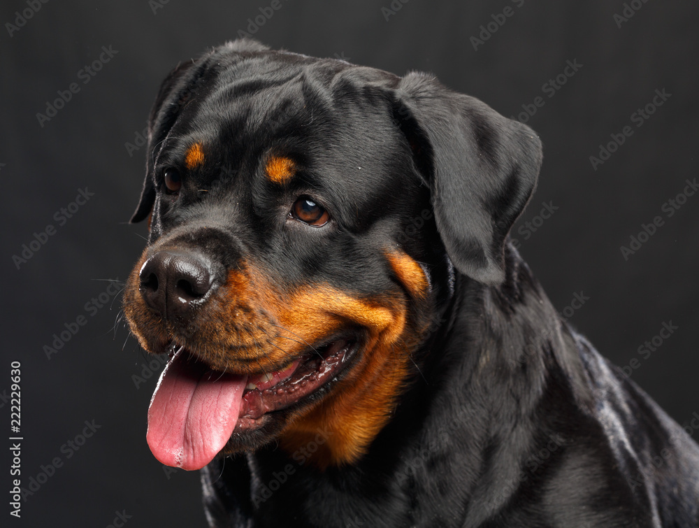 Rottweiler Dog Isolated on Black Background in studio Rottweiler Dog Isolated on Black Background in studio