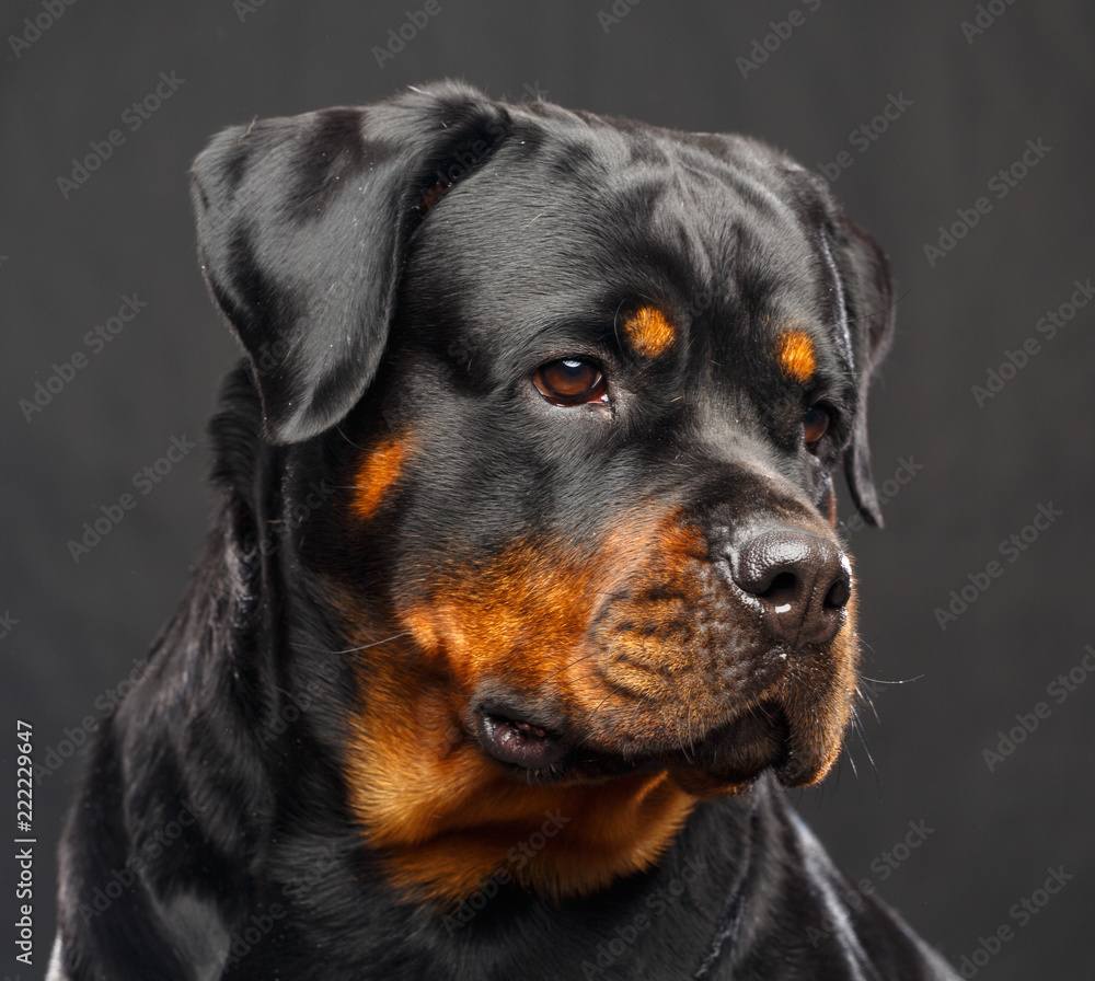 Rottweiler Dog Isolated on Black Background in studio Rottweiler Dog Isolated on Black Background in studio