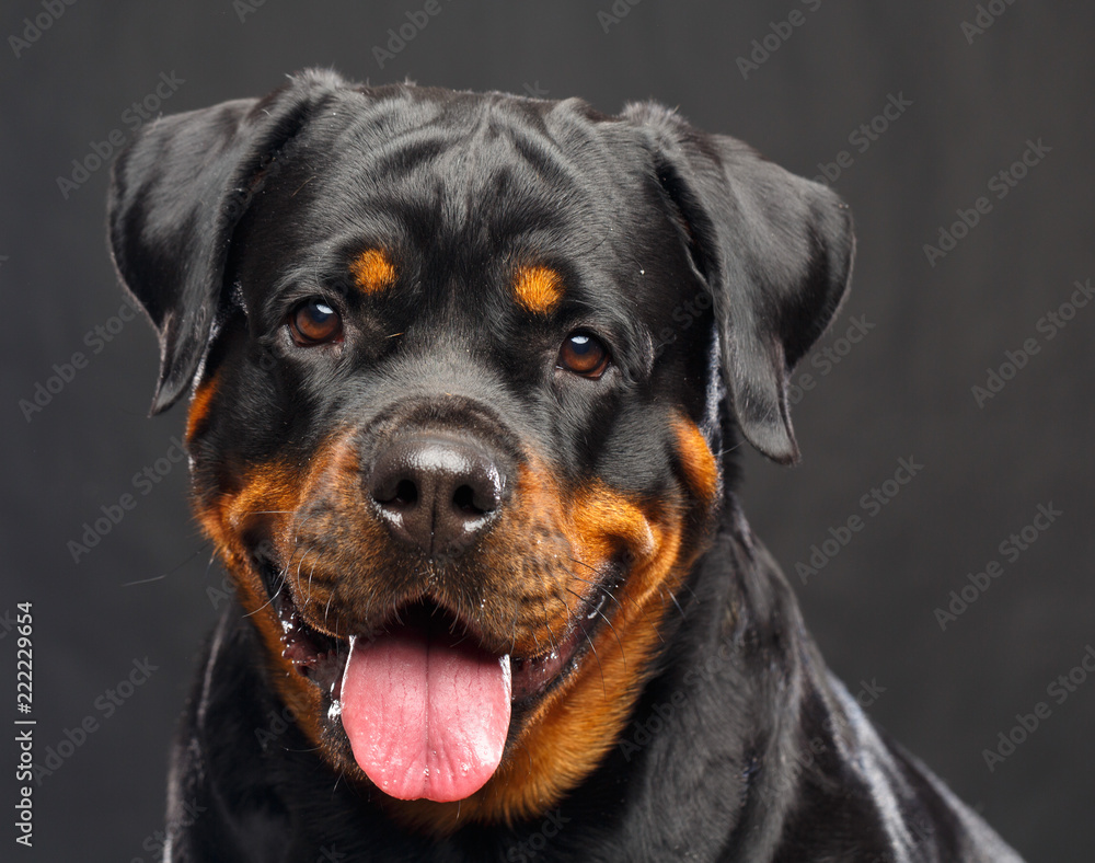 Rottweiler Dog Isolated on Black Background in studio Rottweiler Dog Isolated on Black Background in studio
