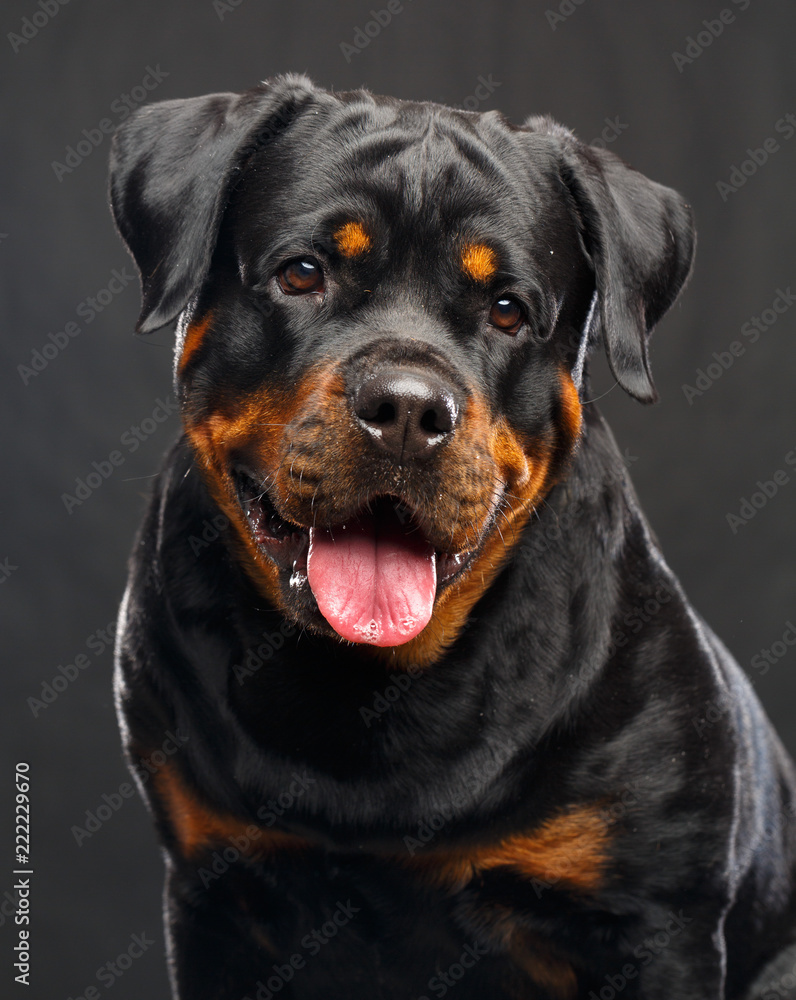 Rottweiler Dog Isolated on Black Background in studio Stock Photo | Adobe  Stock