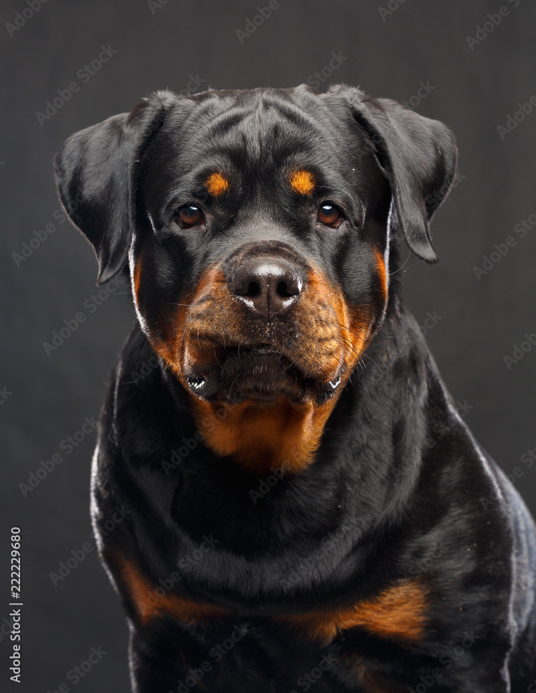 Rottweiler Dog Isolated on Black Background in studio Rottweiler Dog Isolated on Black Background in studio