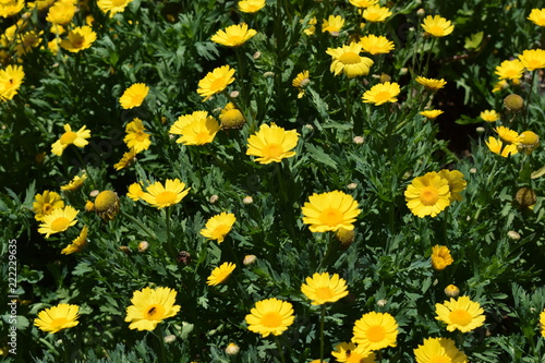 santa helena flowers florez amarillas yellow flowers
