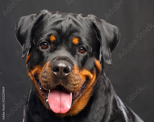 Obraz na plátně Rottweiler Dog  Isolated  on Black Background in studio