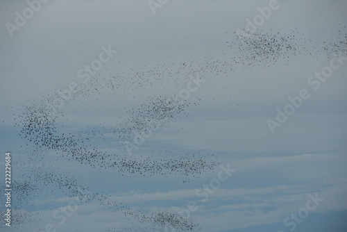 A flock of bats flying