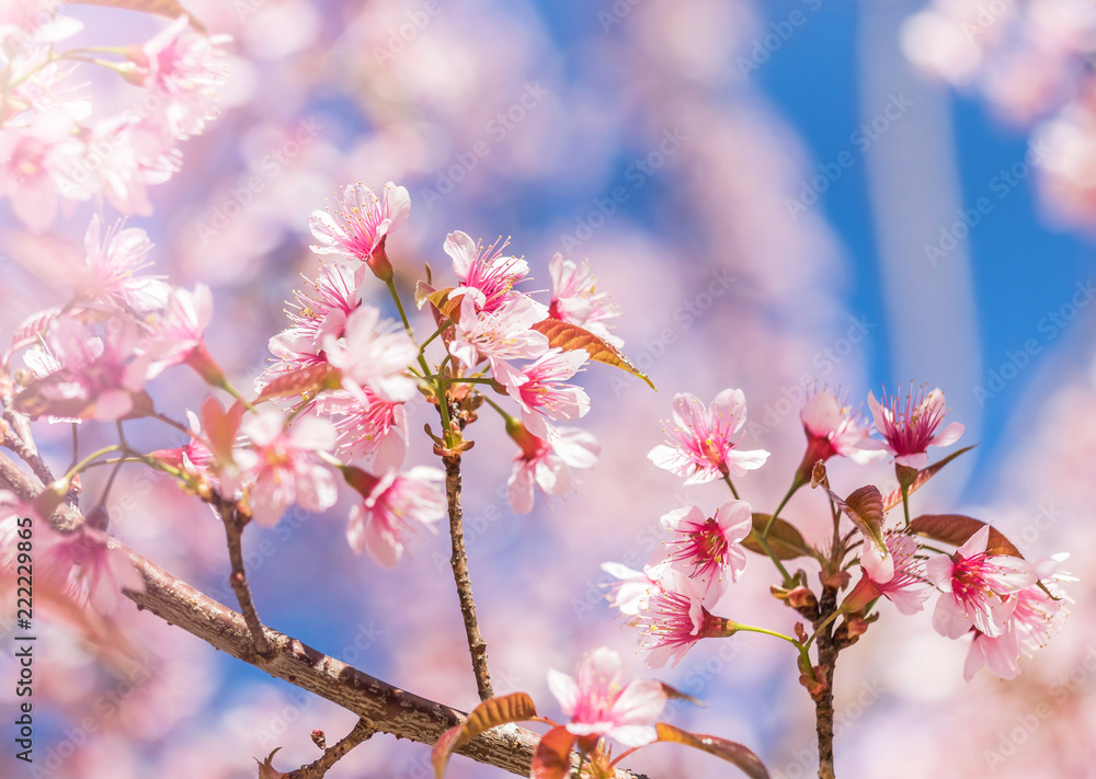 Close up Wild Himalayan Cherry blossoms (Prunus cerasoides) blooming on tree in season winter at Thailand with blue sky Close up Wild Himalayan Cherry blossoms (Prunus cerasoides) blooming on tree in season winter at Thailand with blue sky