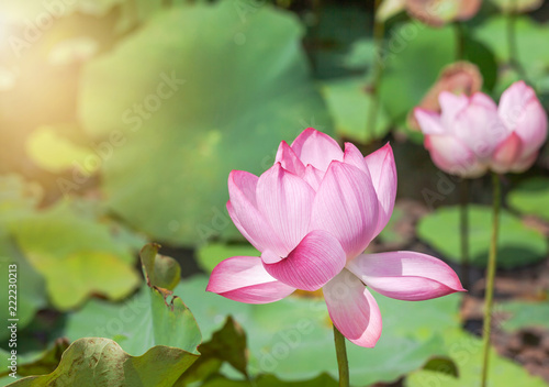 Close up pink lotus flower or Sacred lotus flower   Nelumbo nucifera   with green leaves blooming in lake on sunny day