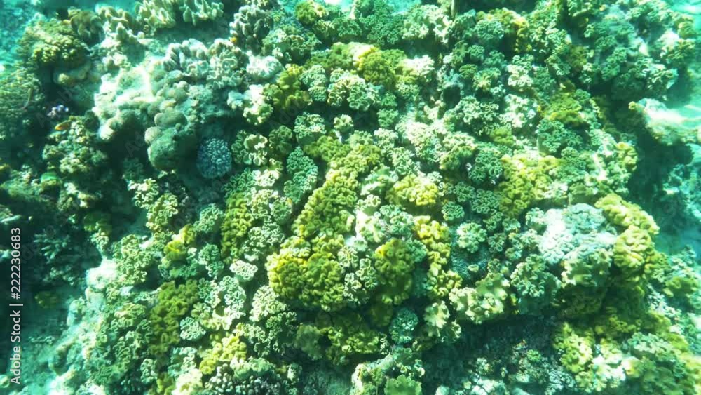 an underwater view of yellow leather corals growing at rainbow reef in the somosomo strait of fiji an underwater view of yellow leather corals growing at rainbow reef in the somosomo strait of fiji