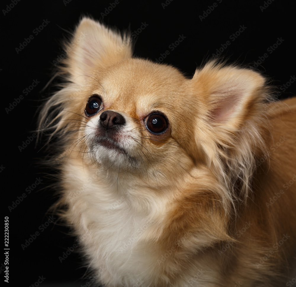 Chihuahua Dog Isolated on Black Background in studio Chihuahua Dog Isolated on Black Background in studio