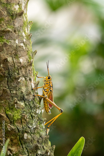 Orange. yellow and red Eastern lubber grasshopper Romalea microptera