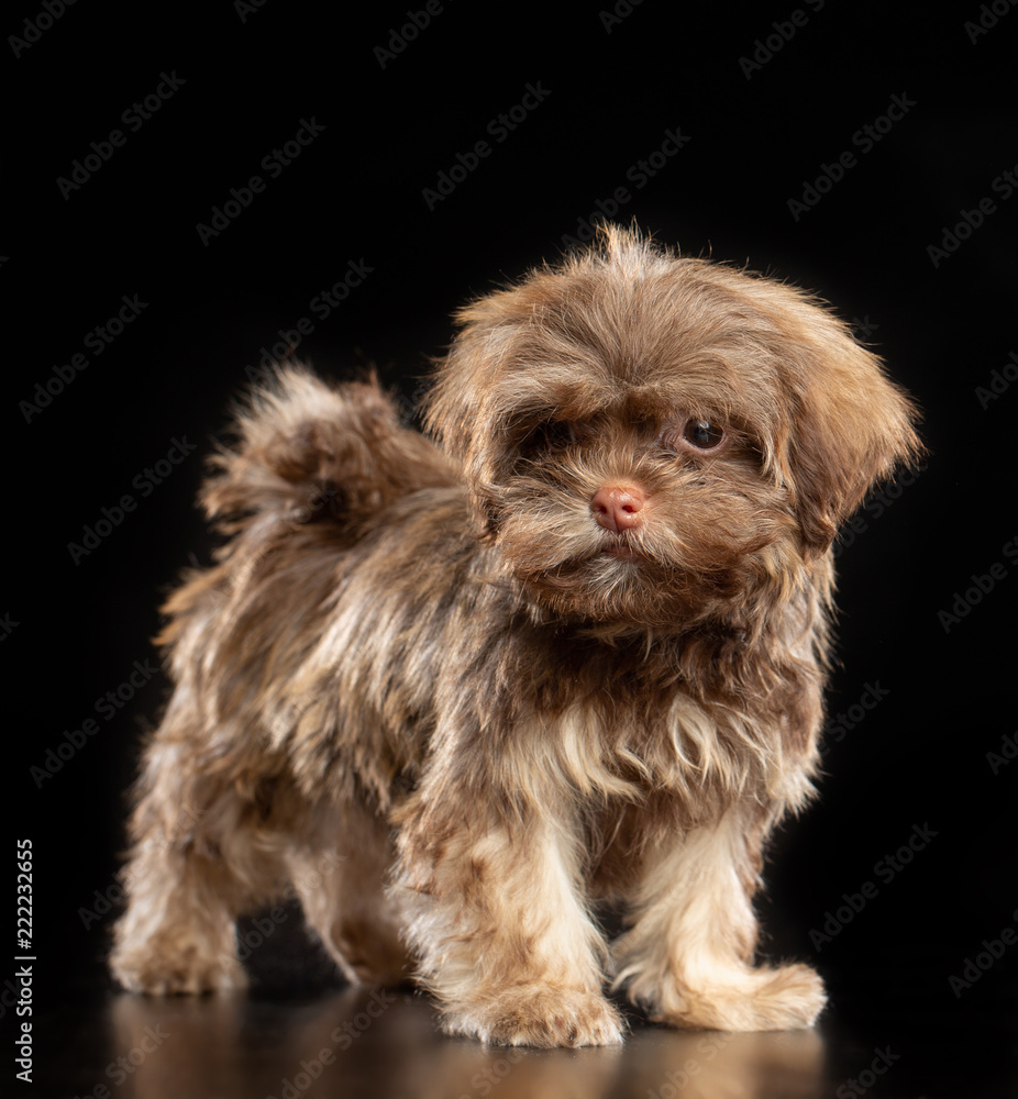 Naklejka premium Russian colored lapdog Dog Isolated on Black Background in studio
