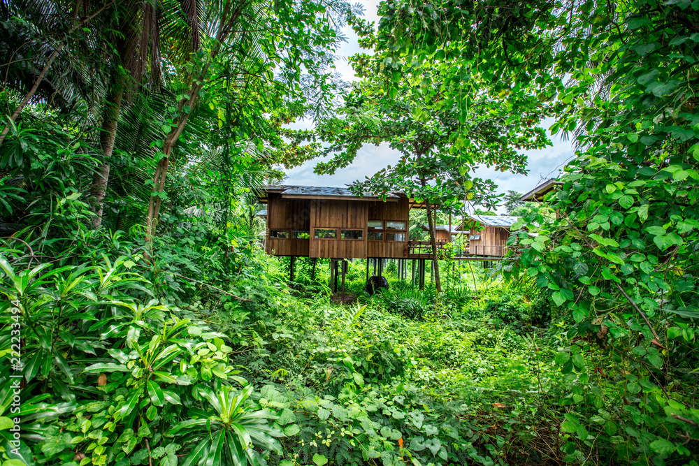 The house, built in the woods, is surrounded by a variety of plants and provides close proximity to the natural environment. The house, built in the woods, is surrounded by a variety of plants and provides close proximity to the natural environment.