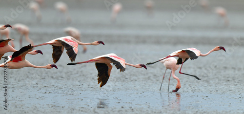Flamingos in flight. Flying flamingos over the water of Natron Lake.  Lesser flamingo. Scientific name  Phoenicoparrus minor. Tanzania.