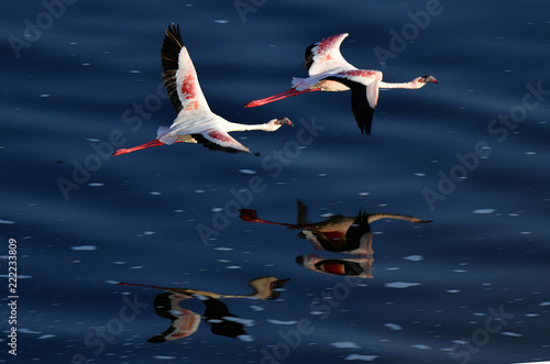 Flamingos in flight. Flying flamingos over the water of Natron Lake.  Lesser flamingo. Scientific name: Phoenicoparrus minor. Tanzania.
