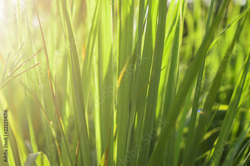 Lemongrass grown in the vegetable garden  herbs have medicinal properties.