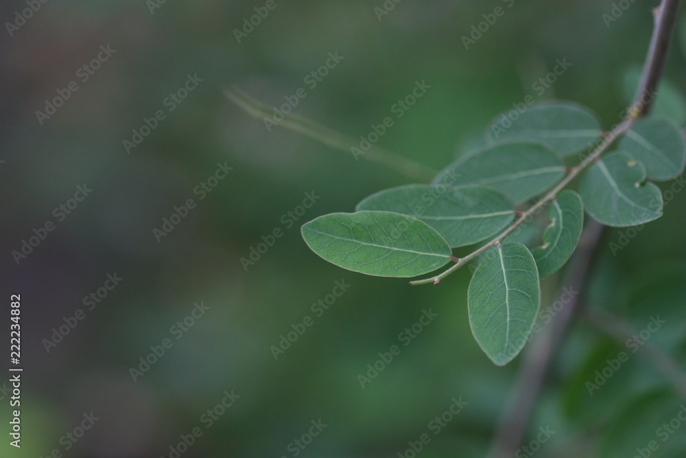 blur focus of plant use for background blur focus of plant use for background