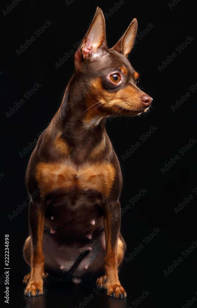 Toy Terrier Dog on Isolated Black Background in studio Toy Terrier Dog on Isolated Black Background in studio