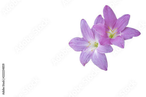 beautiful pink rain Lily flower