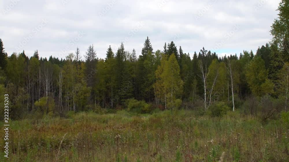 View of a wild landscape with a dark dense woods with coniferous and deciduous trees in early autumn. Zoom in View of a wild landscape with a dark dense woods with coniferous and deciduous trees in early autumn. Zoom in