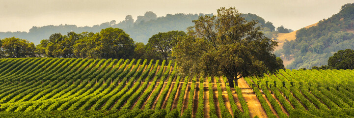 Foto auf Acrylglas Weingarten Panorama eines Weinbergs mit Eiche., Sonoma County, Kalifornien, USA  © Gary Saxe