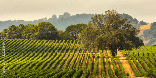 Panorama of a Vineyard with Oak Tree., Sonoma County, California, USA