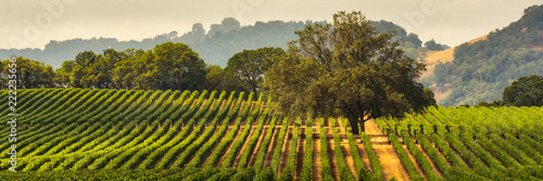 Obraz na plátně Panorama of a Vineyard with Oak Tree
